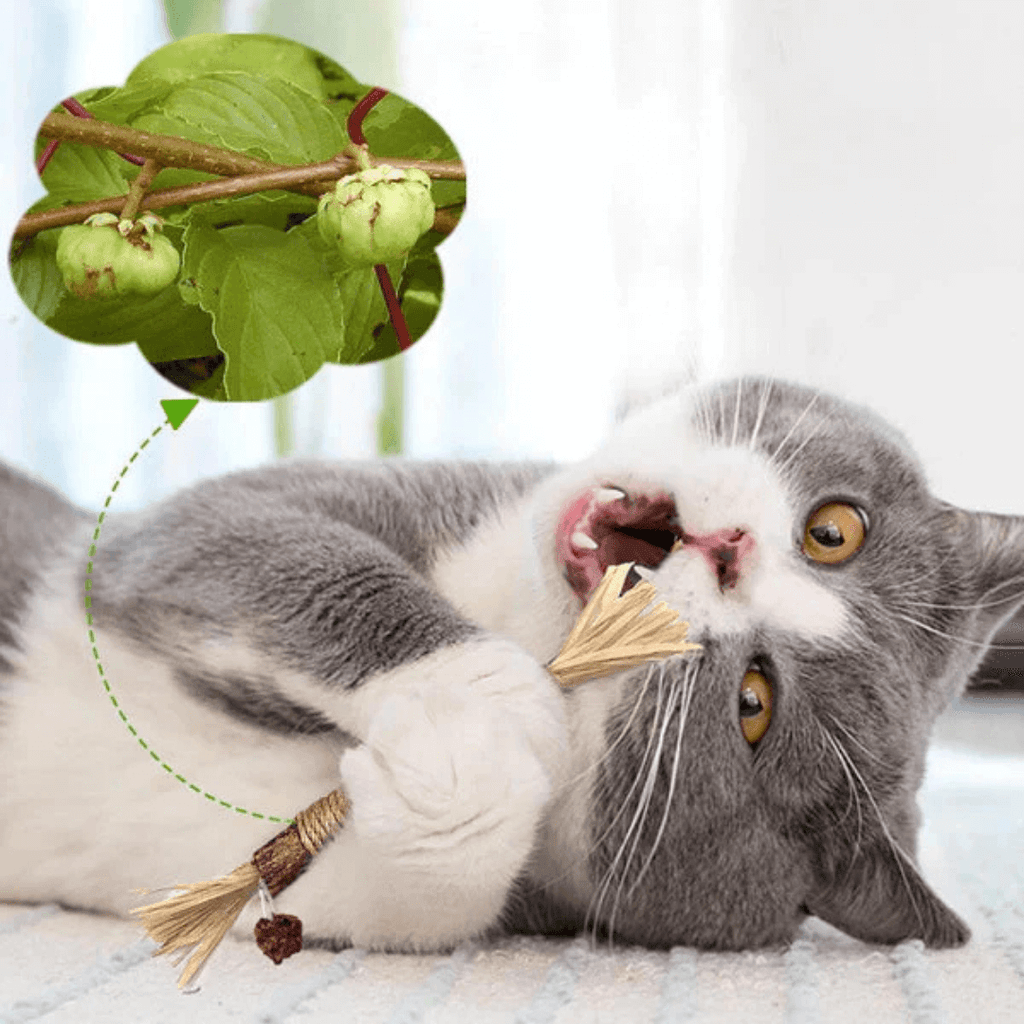 ZAHNLIEBE - Die Katzen Zahnpflege für gesunde Zähne