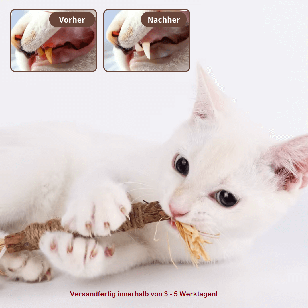 ZAHNLIEBE - Die Katzen Zahnpflege für gesunde Zähne